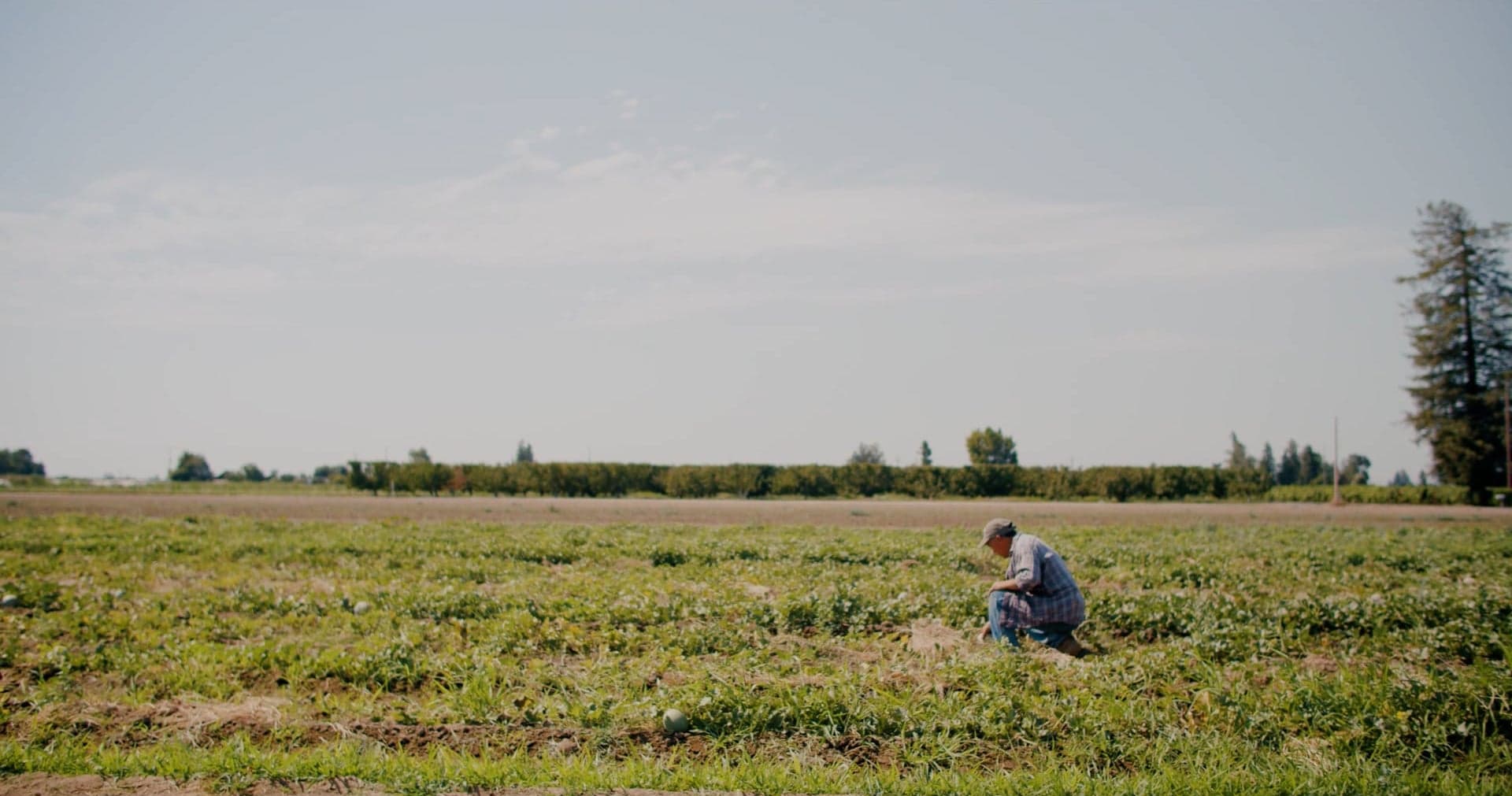 Toscano Family Farms